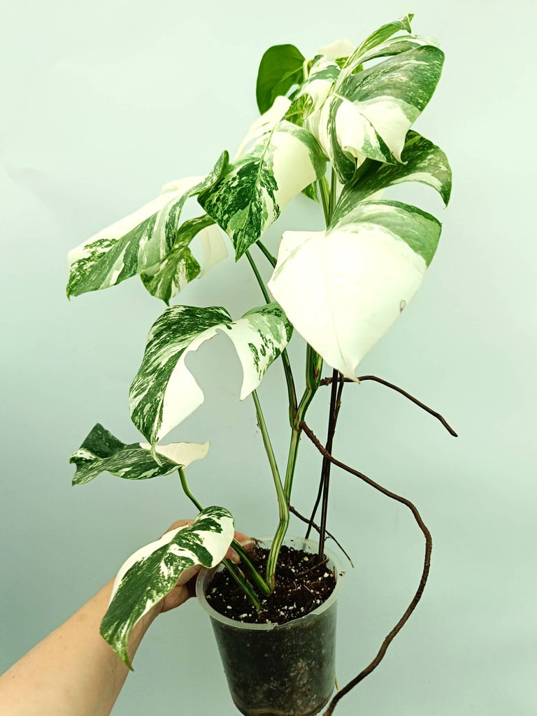 Monstera albo variegata