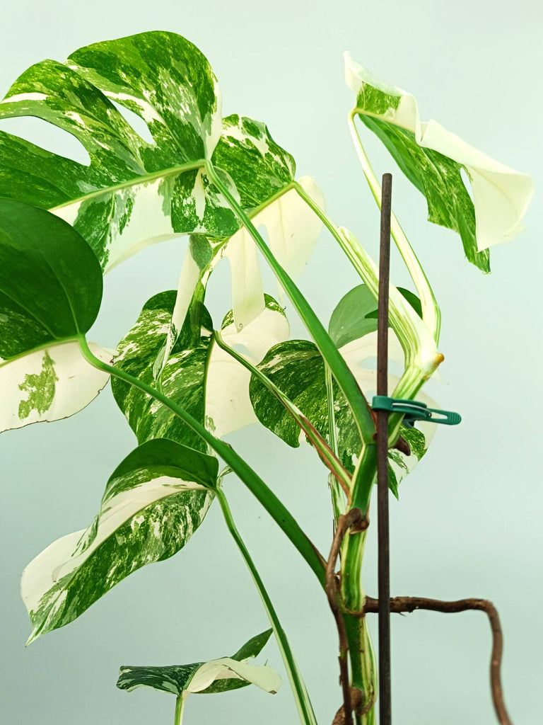 Monstera albo variegata