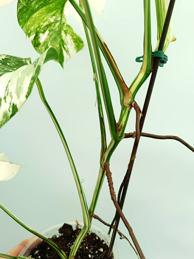 Monstera albo variegata
