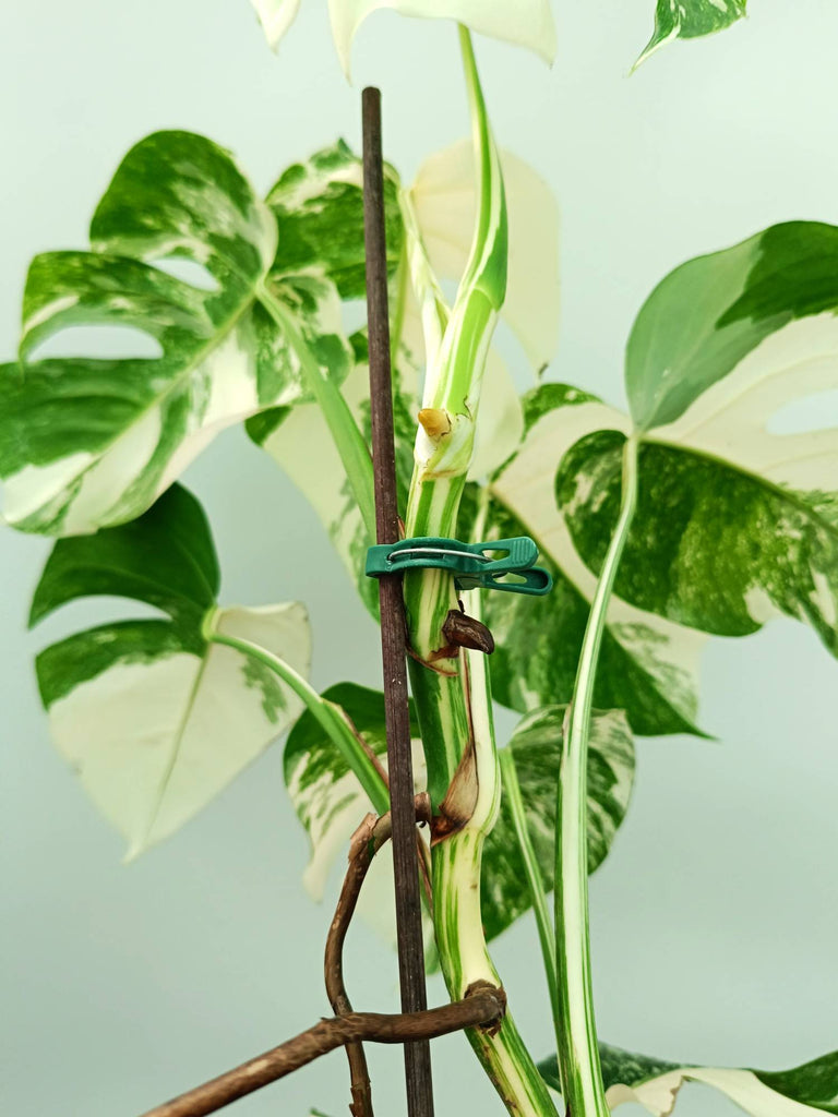 Monstera albo variegata
