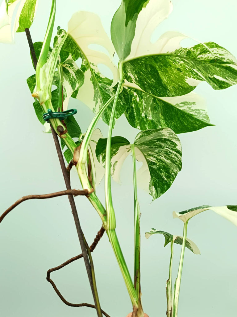 Monstera albo variegata