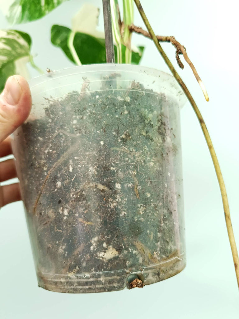 Monstera albo variegata