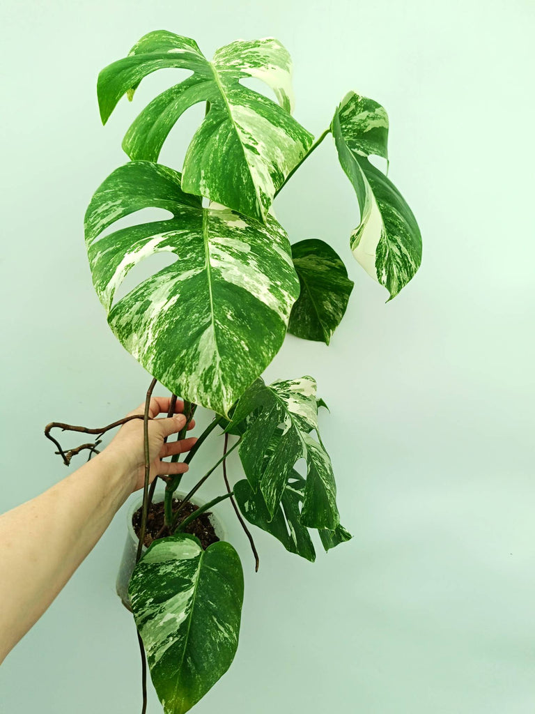 Monstera albo variegata