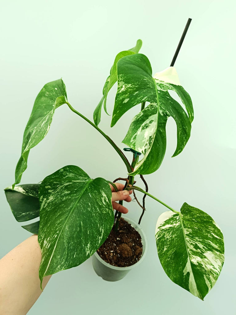 Monstera albo variegata