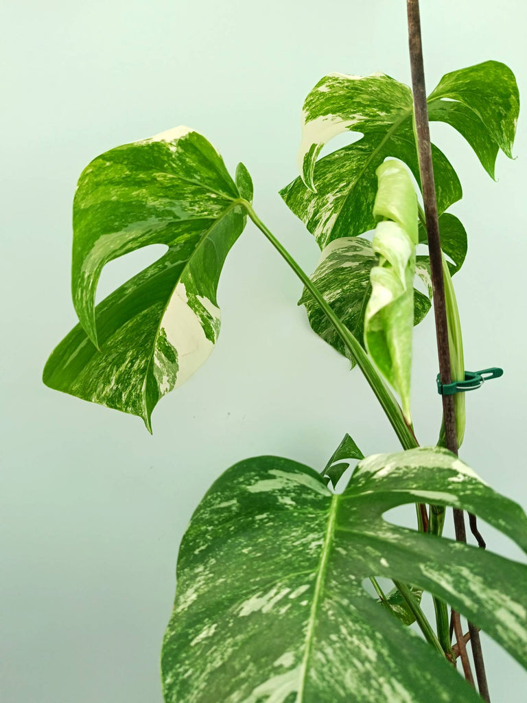 Monstera albo variegata