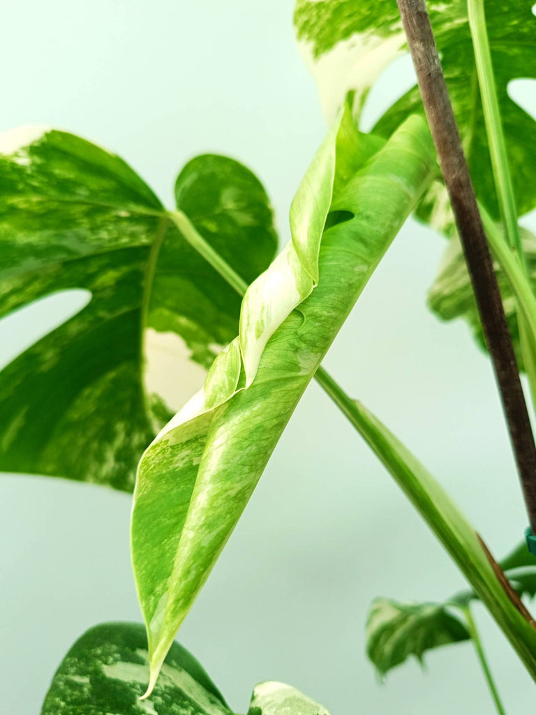 Monstera albo variegata