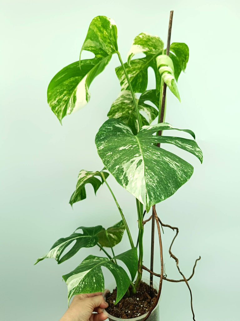 Monstera albo variegata