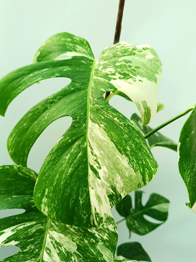 Monstera albo variegata