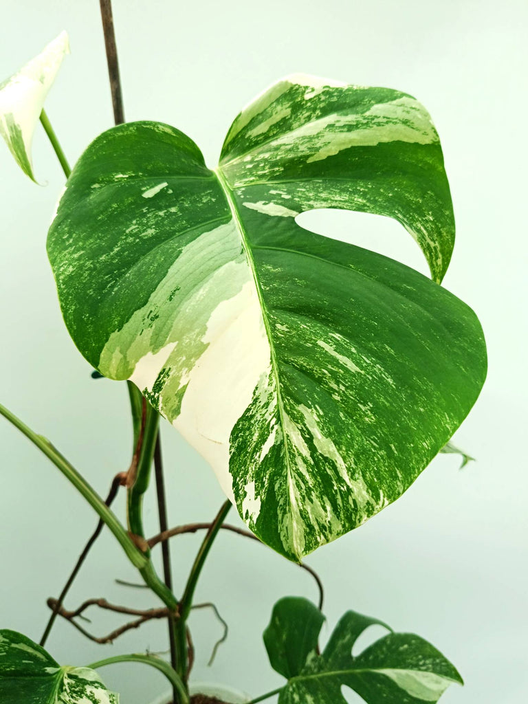 Monstera albo variegata