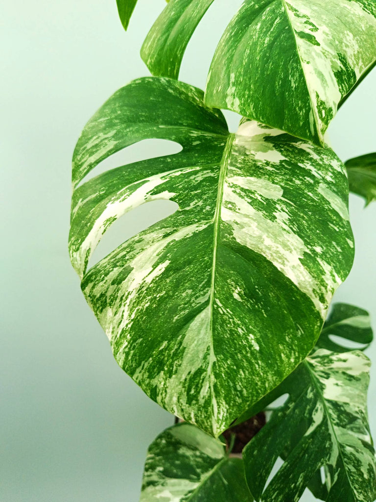 Monstera albo variegata