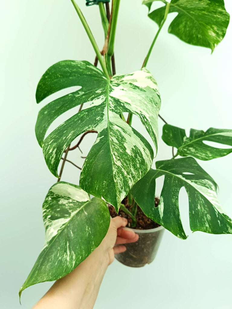 Monstera albo variegata