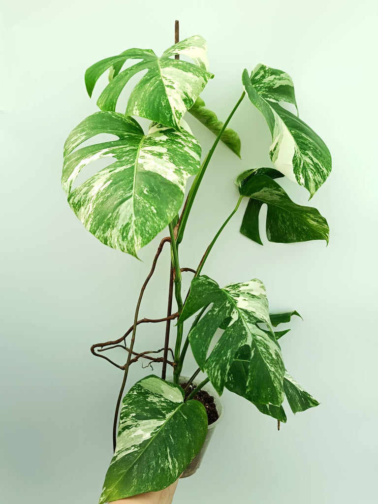 Monstera albo variegata