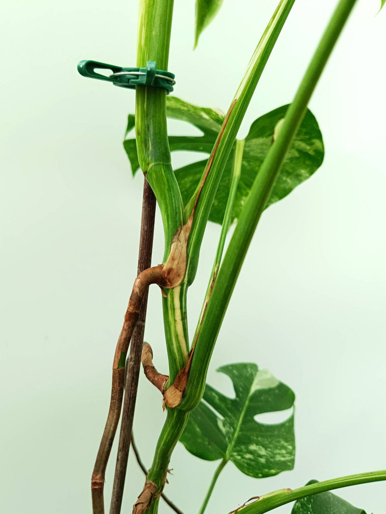 Monstera albo variegata