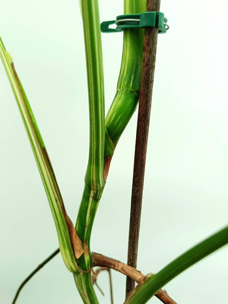 Monstera albo variegata