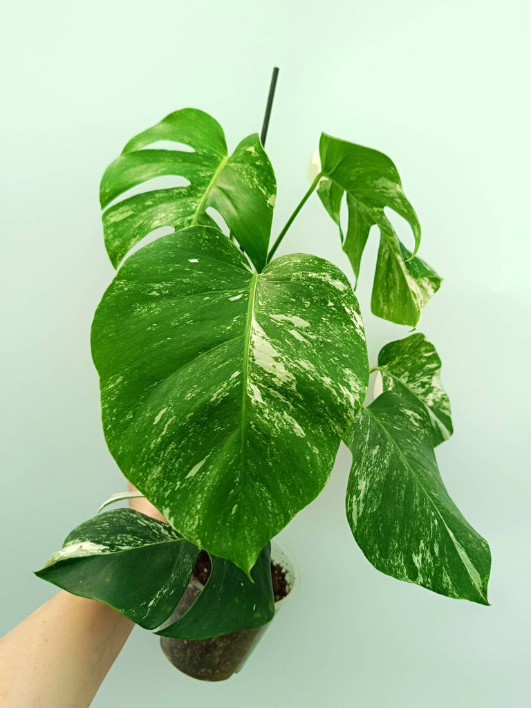 Monstera albo variegata
