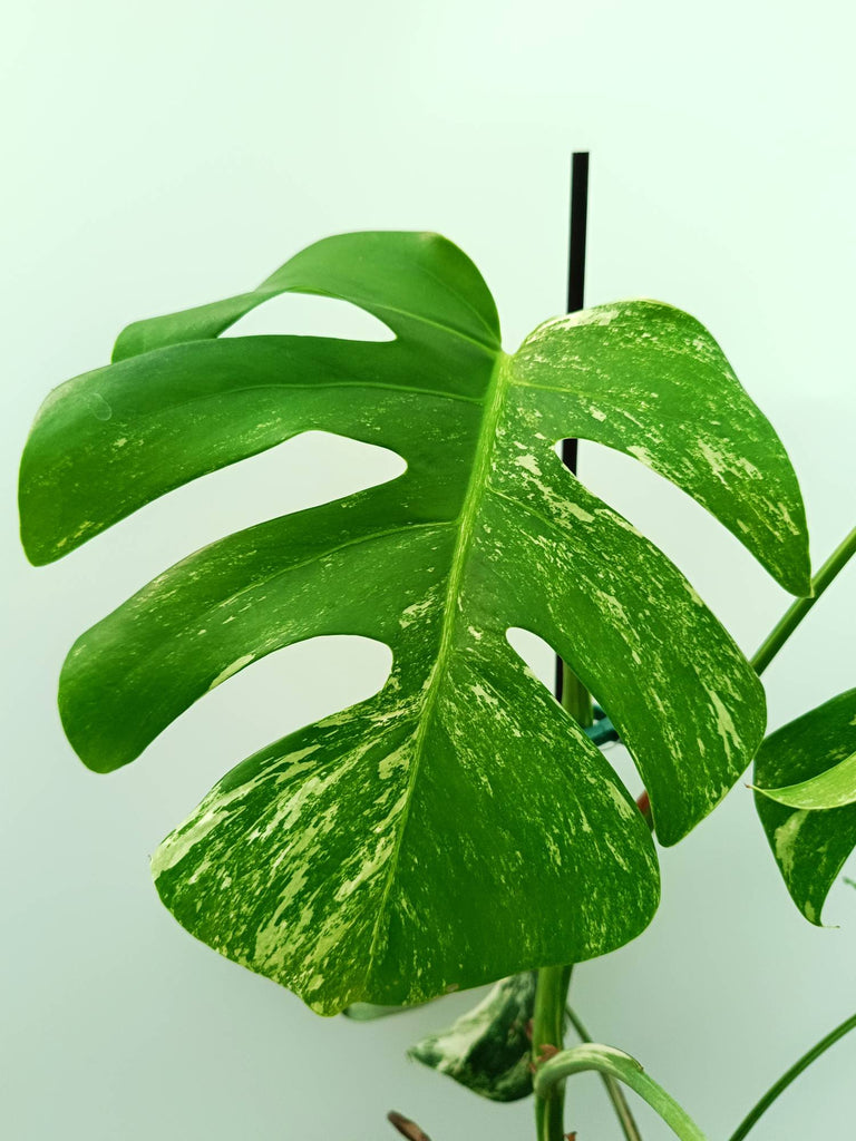 Monstera albo variegata