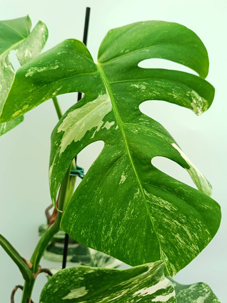 Monstera albo variegata