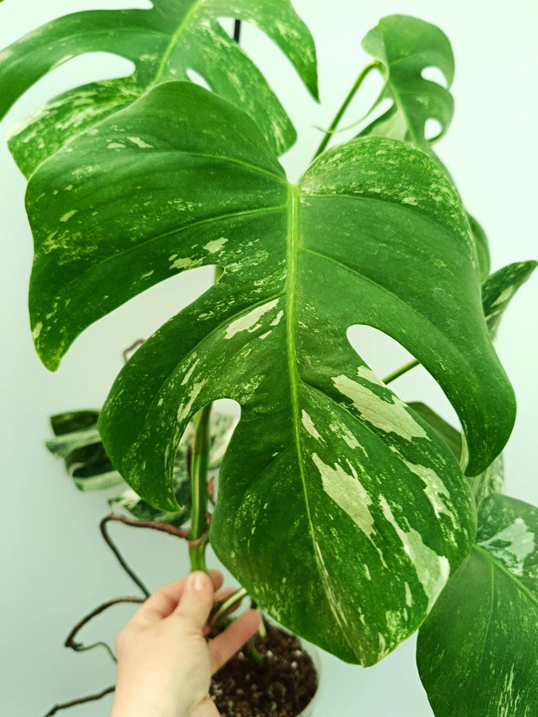 Monstera albo variegata