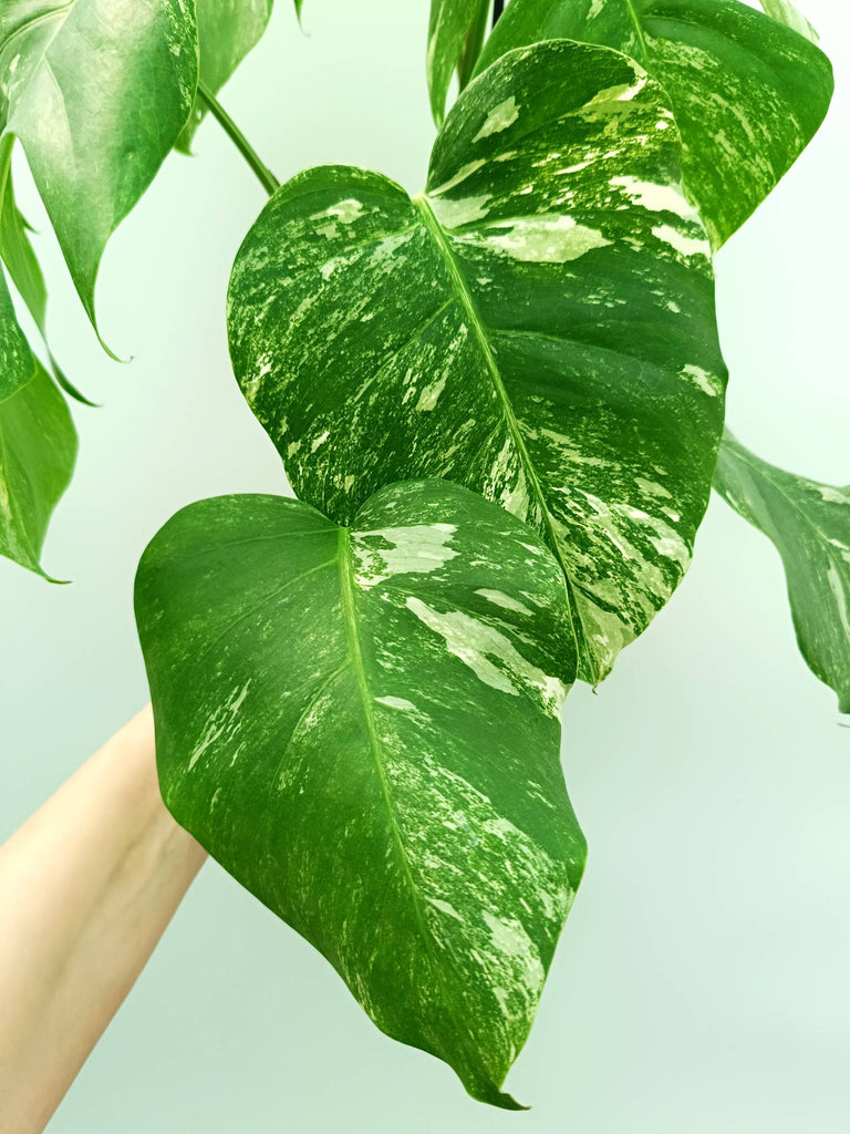Monstera albo variegata