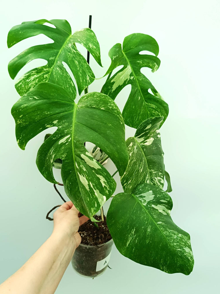Monstera albo variegata