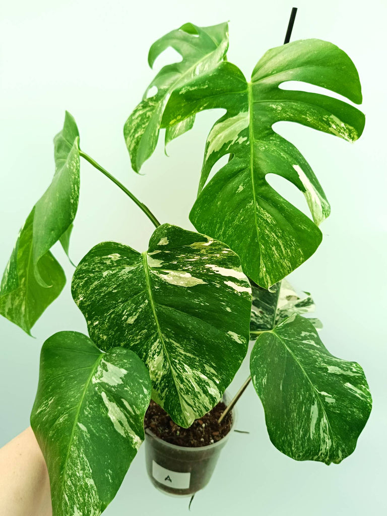 Monstera albo variegata