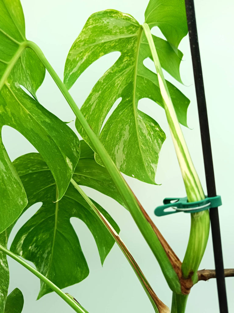 Monstera albo variegata