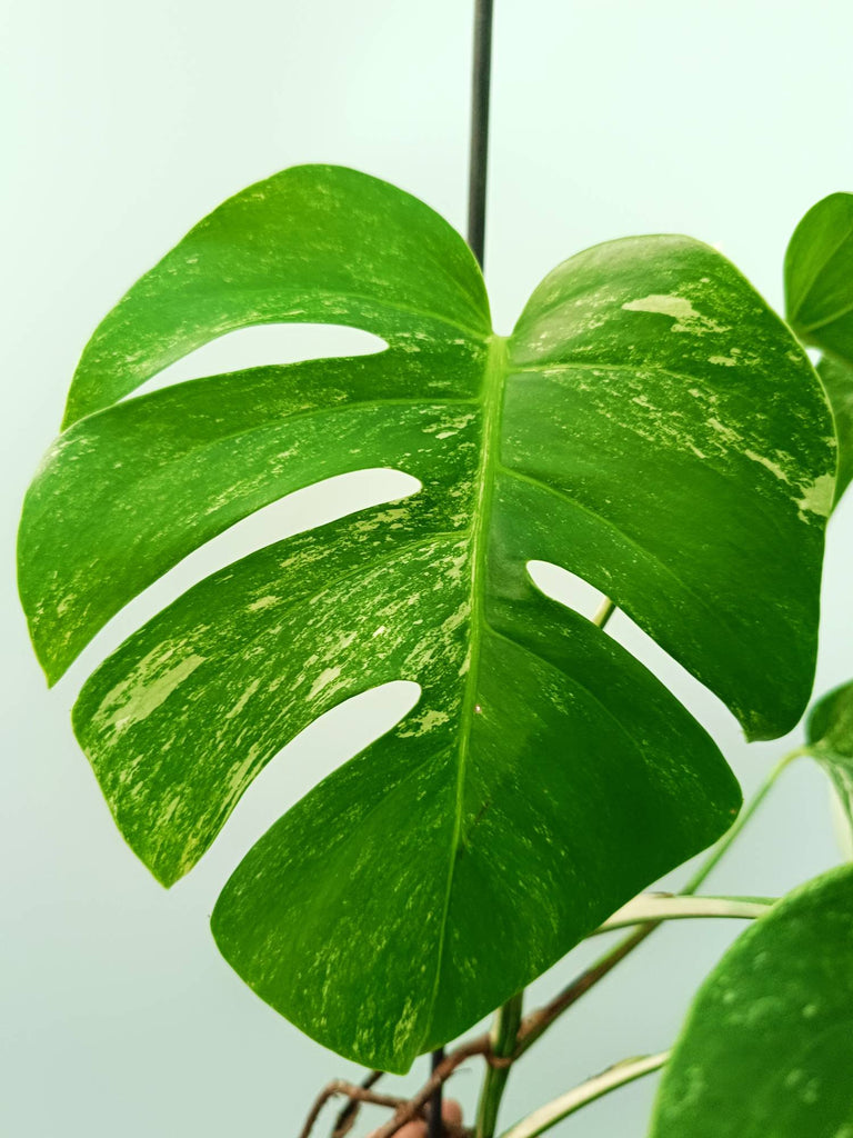 Monstera albo variegata