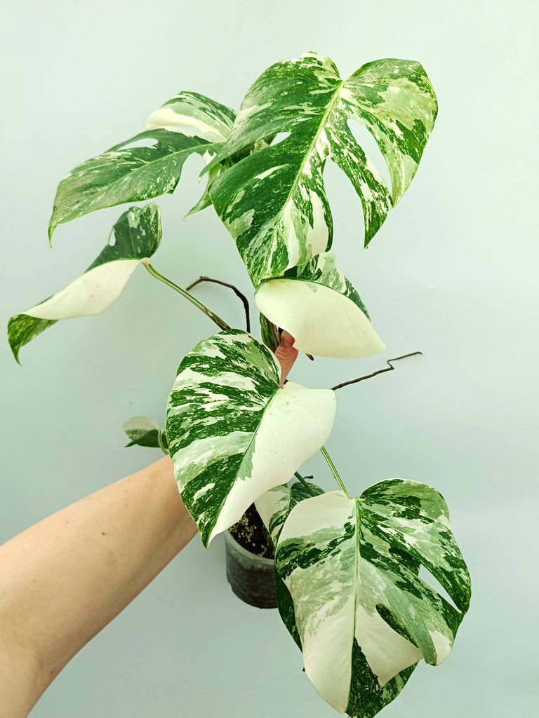 Monstera albo variegata