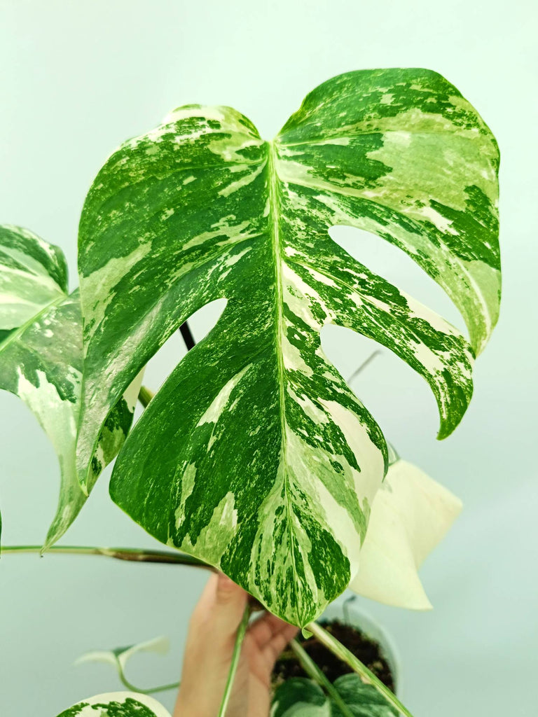 Monstera albo variegata