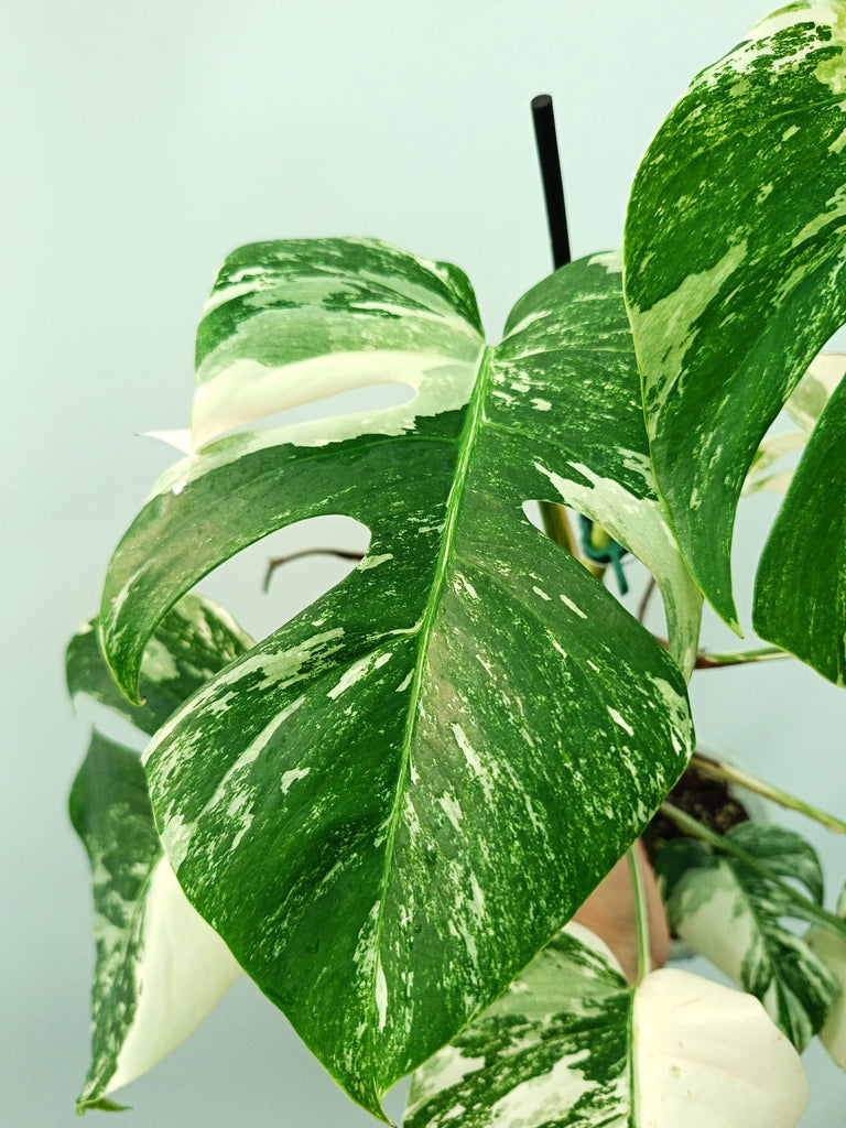 Monstera albo variegata
