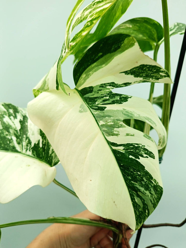 Monstera albo variegata