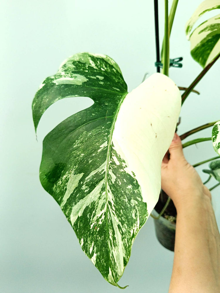 Monstera albo variegata