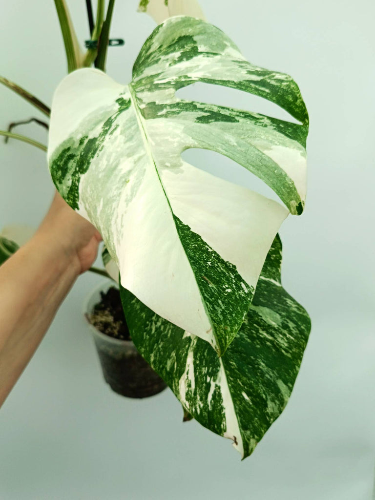 Monstera albo variegata