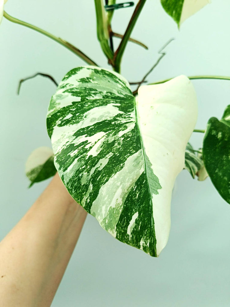 Monstera albo variegata