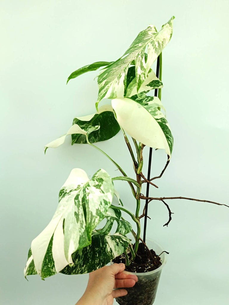 Monstera albo variegata