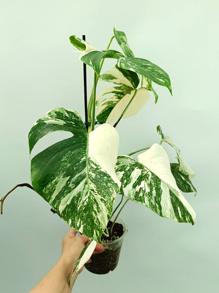 Monstera albo variegata