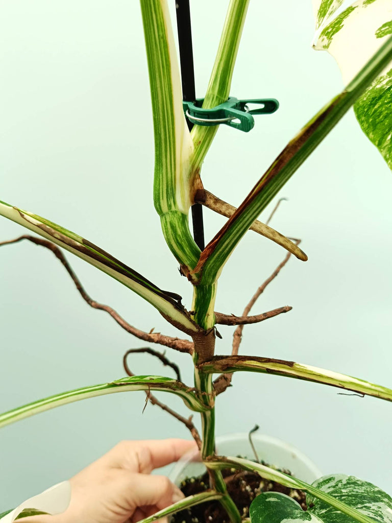 Monstera albo variegata