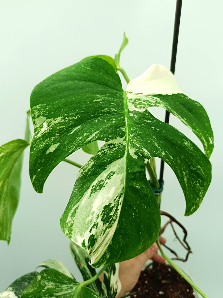 Monstera albo variegata