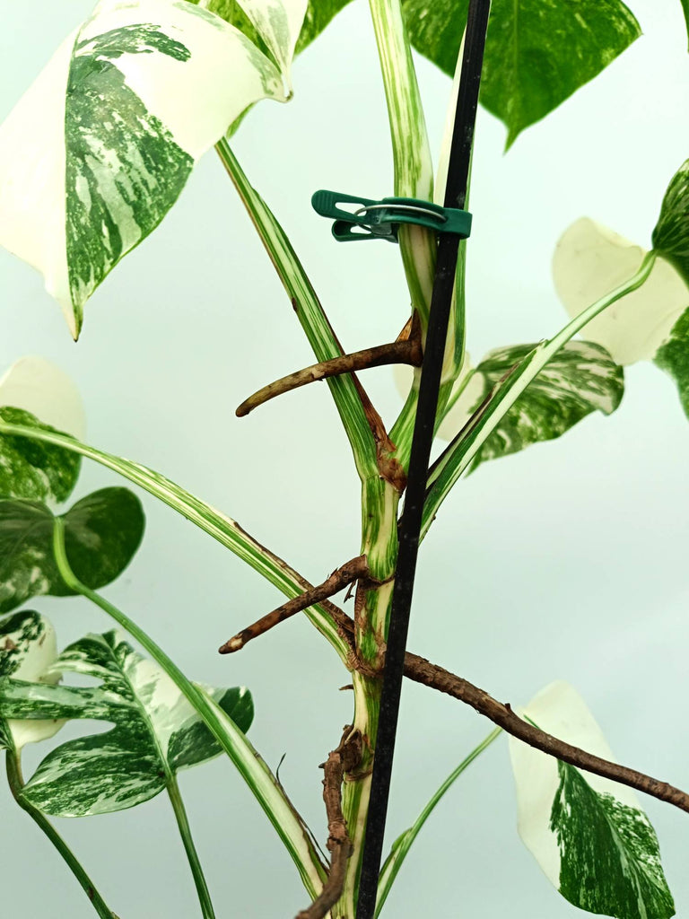 Monstera albo variegata