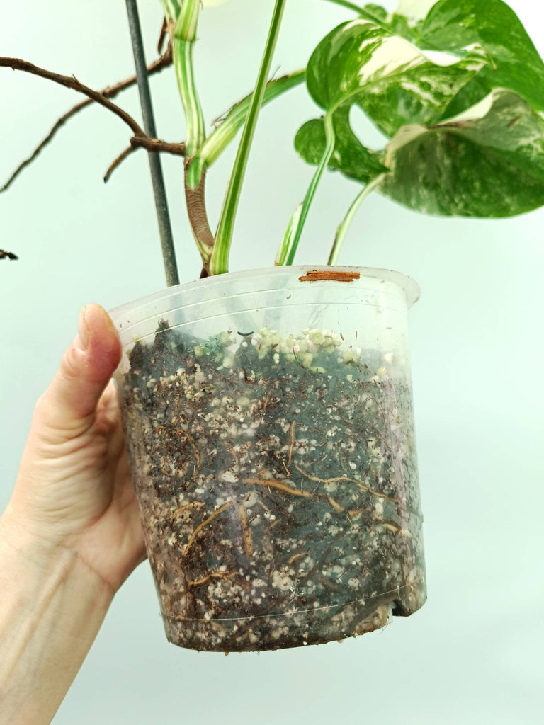 Monstera albo variegata