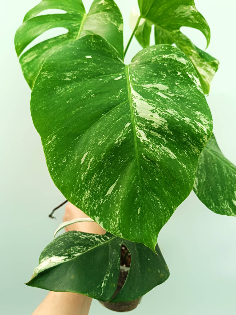 Monstera albo variegata