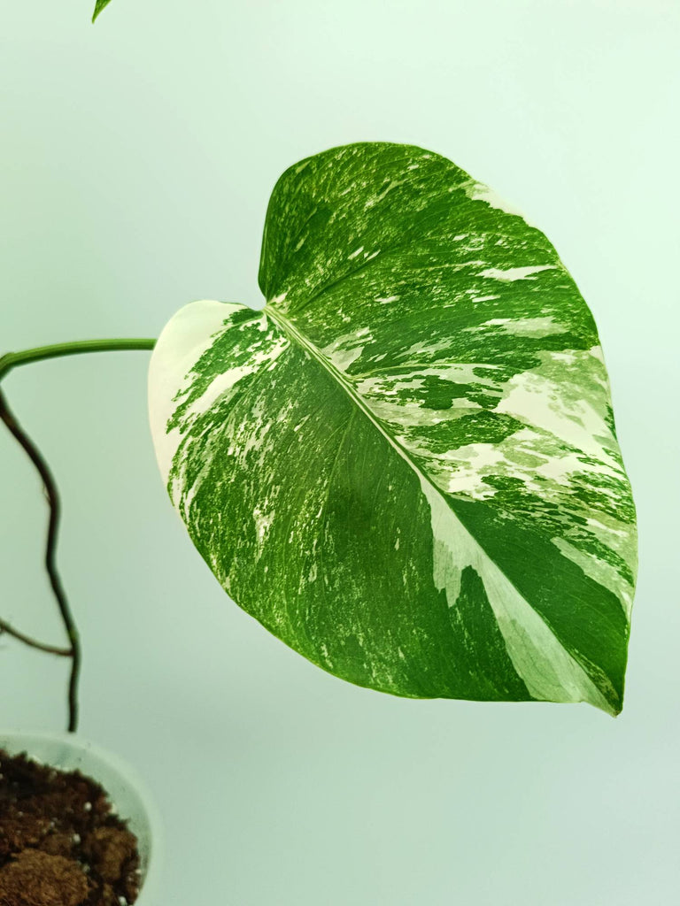 Monstera albo variegata