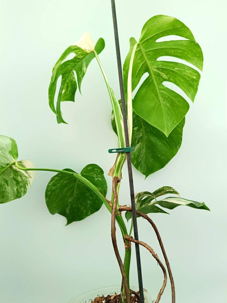 Monstera albo variegata