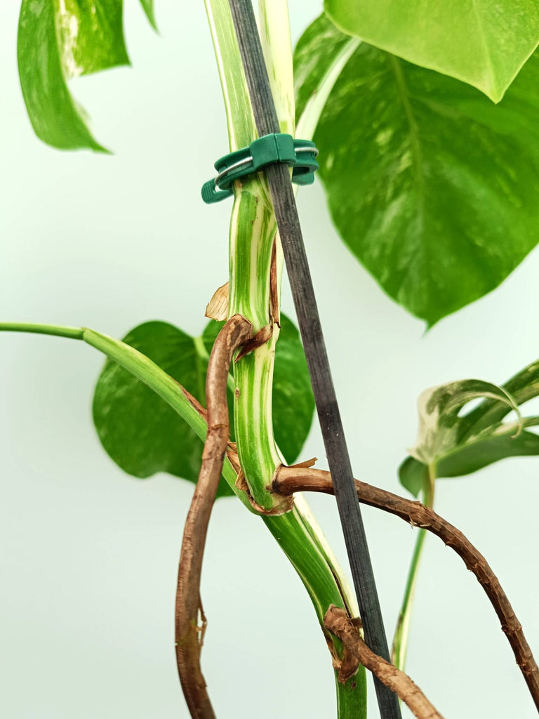 Monstera albo variegata