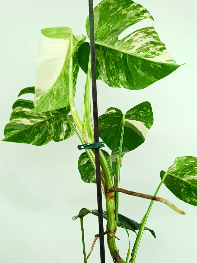 Monstera albo variegata