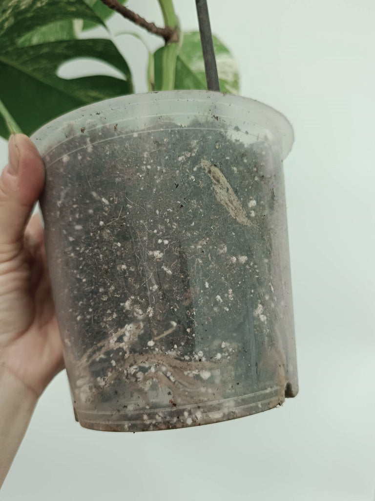 Monstera albo variegata