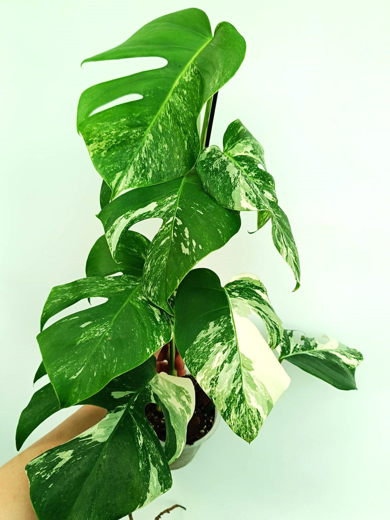 Monstera albo variegata