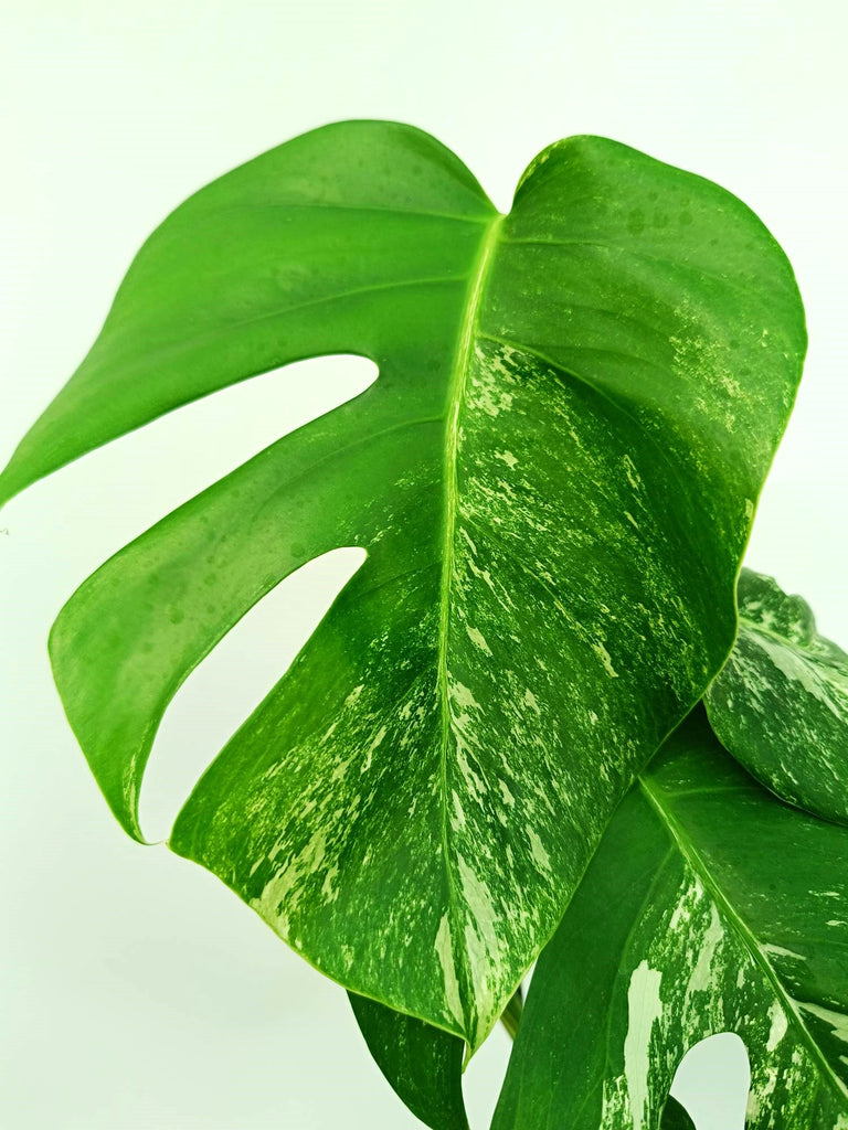 Monstera albo variegata