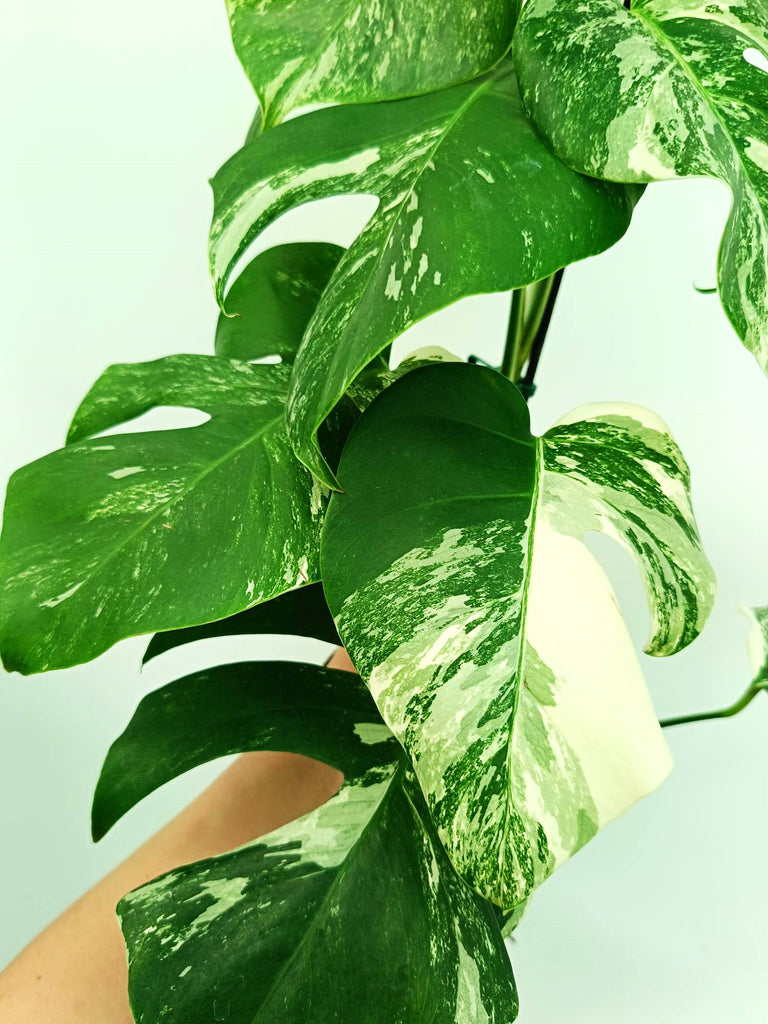 Monstera albo variegata