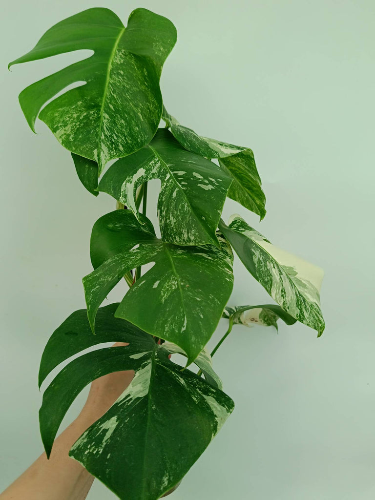 Monstera albo variegata